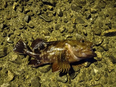 小ぶりながらもマゴチ